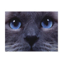 blueyes post cards
