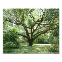 Bluffton Summer Afternoon Photo Art