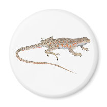 Blunt-Nosed Leopard Lizard Fridge Magnet