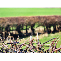 Blury Hedge photo sculptures