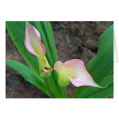 Blush Calla Lily Card by slinky789
