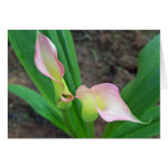 Blush Calla Lily cards
