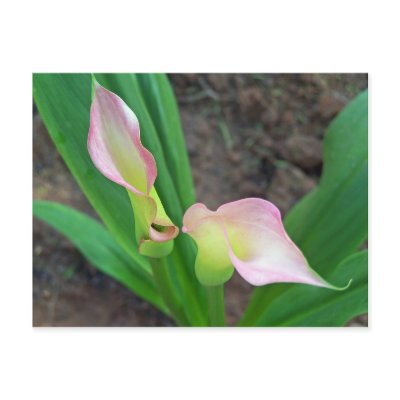 Blush Calla Lily Post Card by slinky789