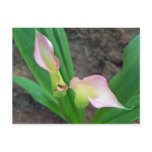 Blush Calla Lily Post Card