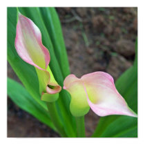 Blush Calla Lily posters
