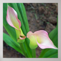 Blush Calla Lily Posters