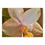 Blush Greeting Cards