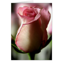 Blush Card