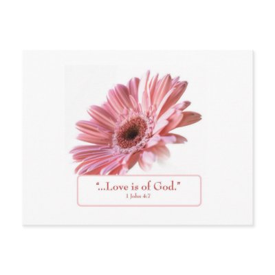 "Blush" Daisy Postcard by fredworks