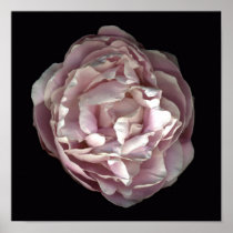 Blush Peony Poster