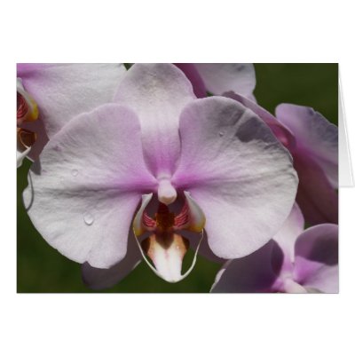 Blush Phalaenopsis Greeting Cards by NoPetExtinctionLaws