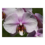 Blush Phalaenopsis cards