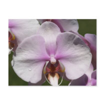 Blush Phalaenopsis Post Card