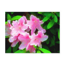 Blush Pink Postcard