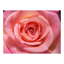 Blush posters by SweetRascal Blush posters