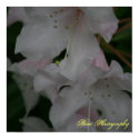 Blushed flowers posters by Beatartwork Blushed flowers posters