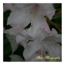 Blushed flowers posters