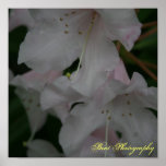 Blushed flowers posters