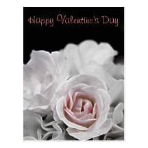 Blushed Rose Post Cards