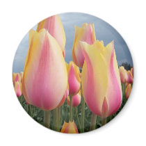 Blushing Beauty Tulips magnets by ellybean Blushing Beauty Tulips magnets