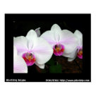 postcard - The blushing bride orchids from dokutoku.com