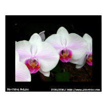 Blushing Brides Poster posters
