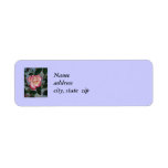 Blushing Delight Rose Return Address Labels