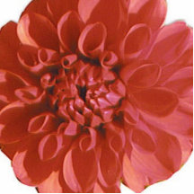 Blushing Flower Pin Photo Cut Out