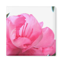 Blushing Pink magnets