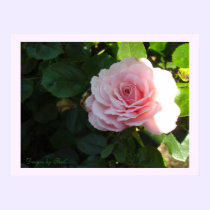 Blushing Pink Rose posters