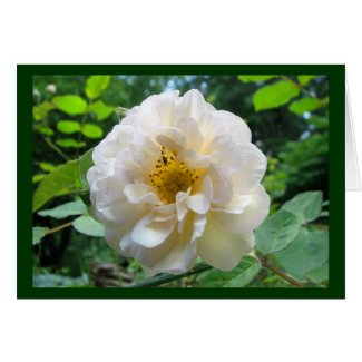 Blushing Rose card