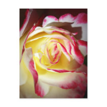 Blushing Rose No. 3 Postcards
