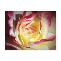 Blushing Rose No. 3 Post Cards