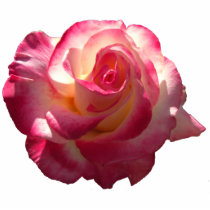 Blushing Rose Photo Sculpture