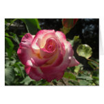 Blusing Rose Cards