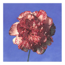 bly.sky~carnation-red/white posters by masatokawai bly.sky~carnation-red/white posters