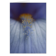 BLYE Blue and Yellow Iris Cards
