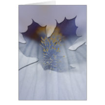 BLYE Blue and Yellow Iris Cards