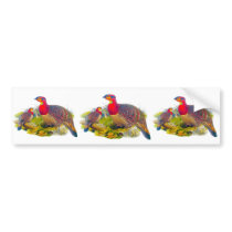 Blyth's Tragopan or Grayed-bellied Tragopan Bumper Stickers
