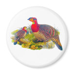 Blyth's Tragopan or Grayed-bellied Tragopan Magnets