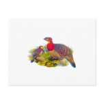 Blyth's Tragopan or Grayed-bellied Tragopan Postcards