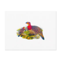 Blyth's Tragopan or Grayed-bellied Tragopan Postcards