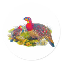 Blyth's Tragopan or Grayed-bellied Tragopan Round Stickers