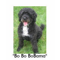 "Bo Bo BoBama" t-shirts by Incatneato "Bo Bo BoBama" t-shirts