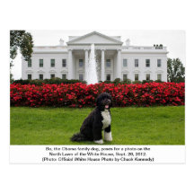 Bo- The Obama Family dog Postcard