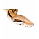 Boa Constrictor t-shirts by werglein Boa Constrictor t-shirts