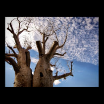BOAB TREE POSTER posters by webgrrl BOAB TREE POSTER posters