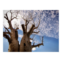BOAB TREE POSTER posters by webgrrl BOAB TREE POSTER posters