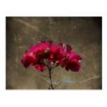 BOAN Bougainvillea Antique Post Cards