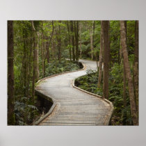 Boardwalk to Nelson Falls, Franklin - Gordon